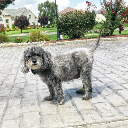 Big Business Scoopers of NJ, LLC - Photo 2