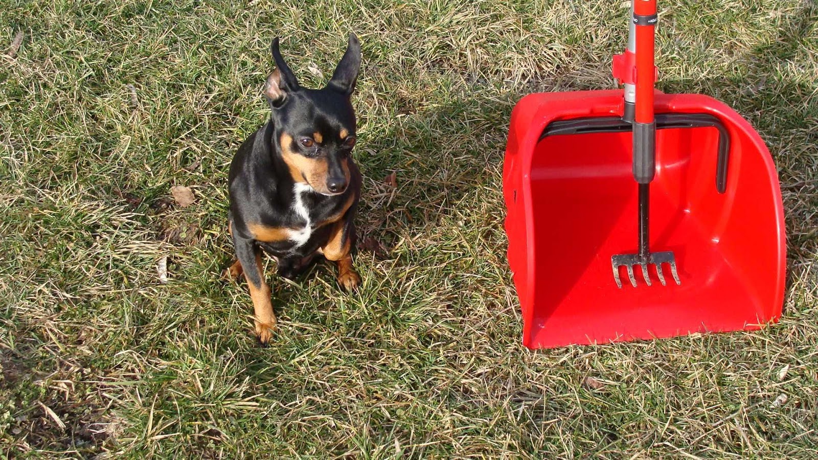 We Scoop 4 U Pet Waste Removal - Photo 3