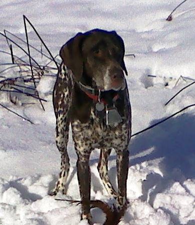 We Scoop 4 U Pet Waste Removal - Photo 4