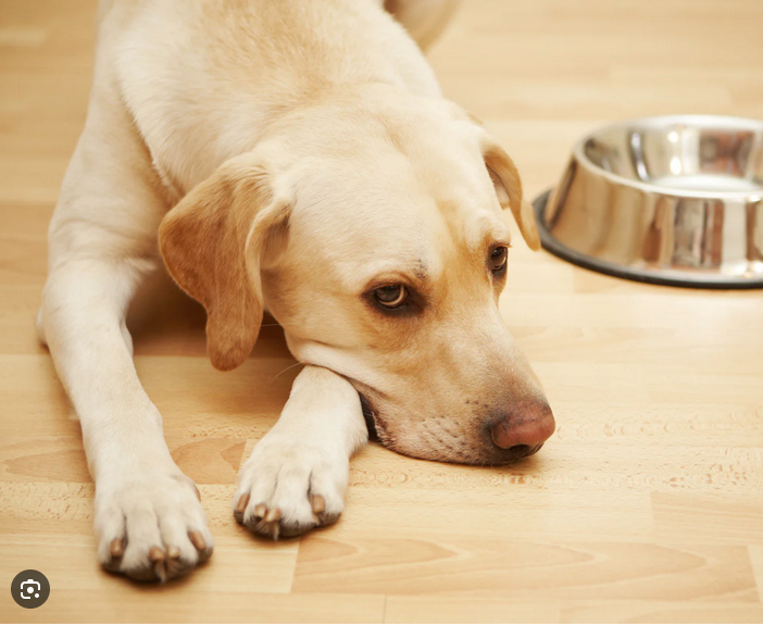 POOf! Dog Poop Pickup