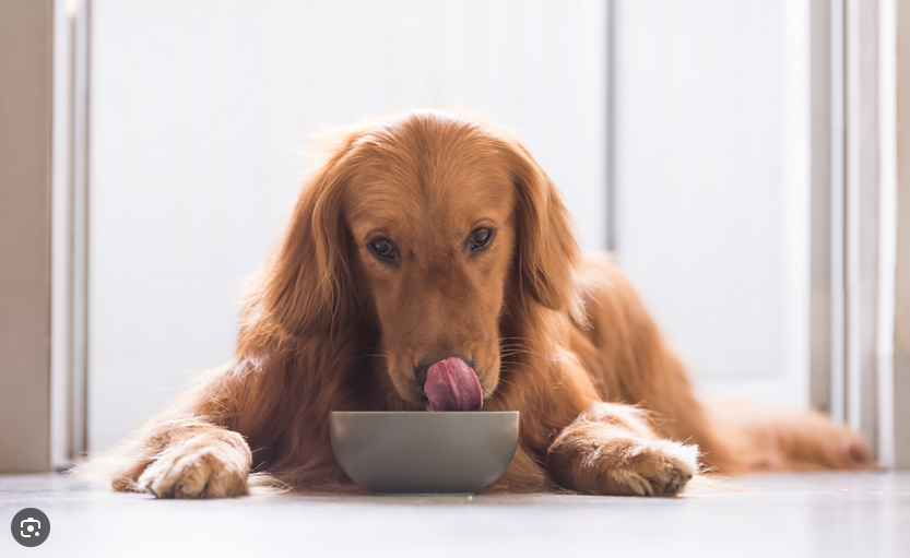 POOf! Dog Poop Pickup - Photo 3