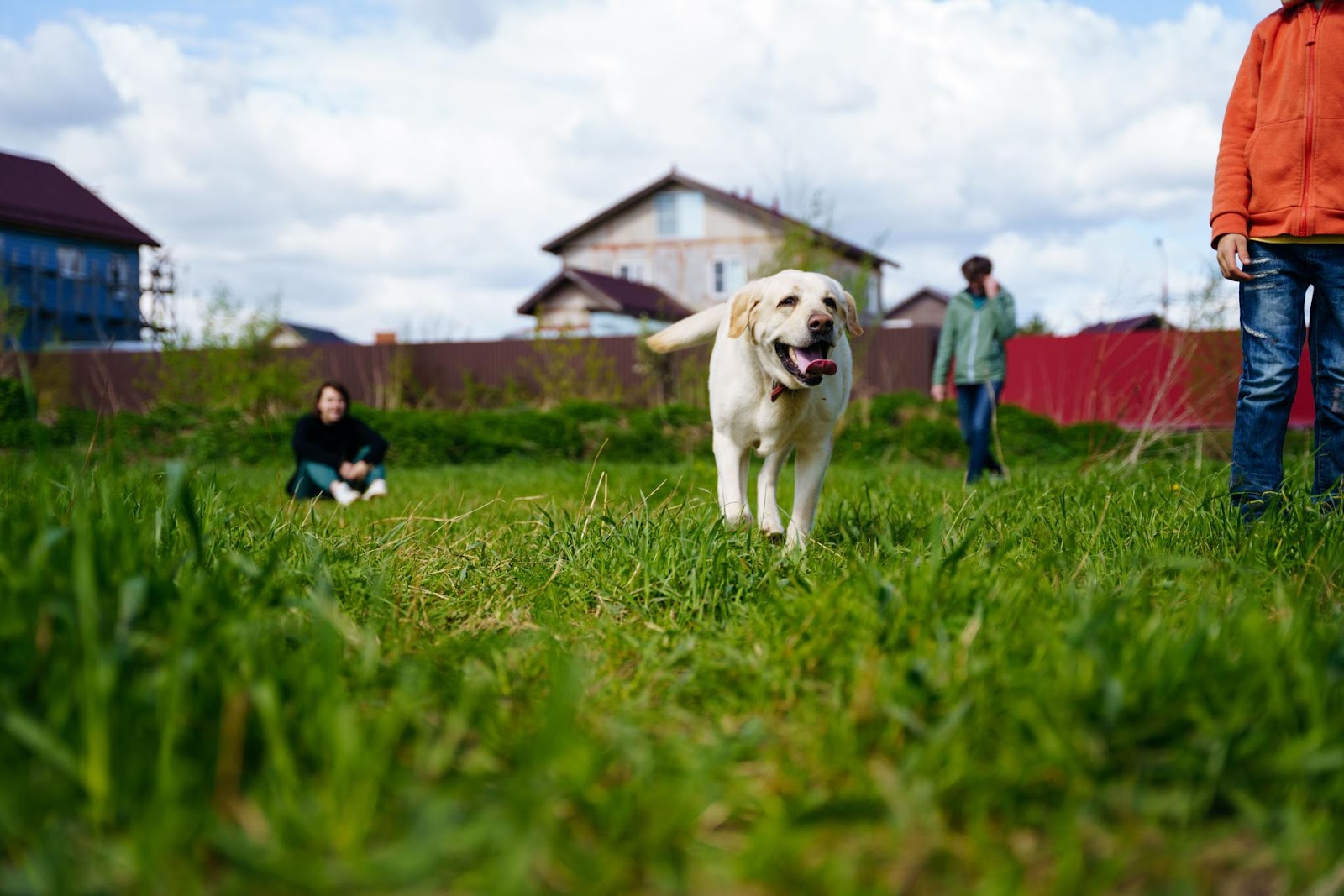 Chicago Dog Poop Removal - Photo 4