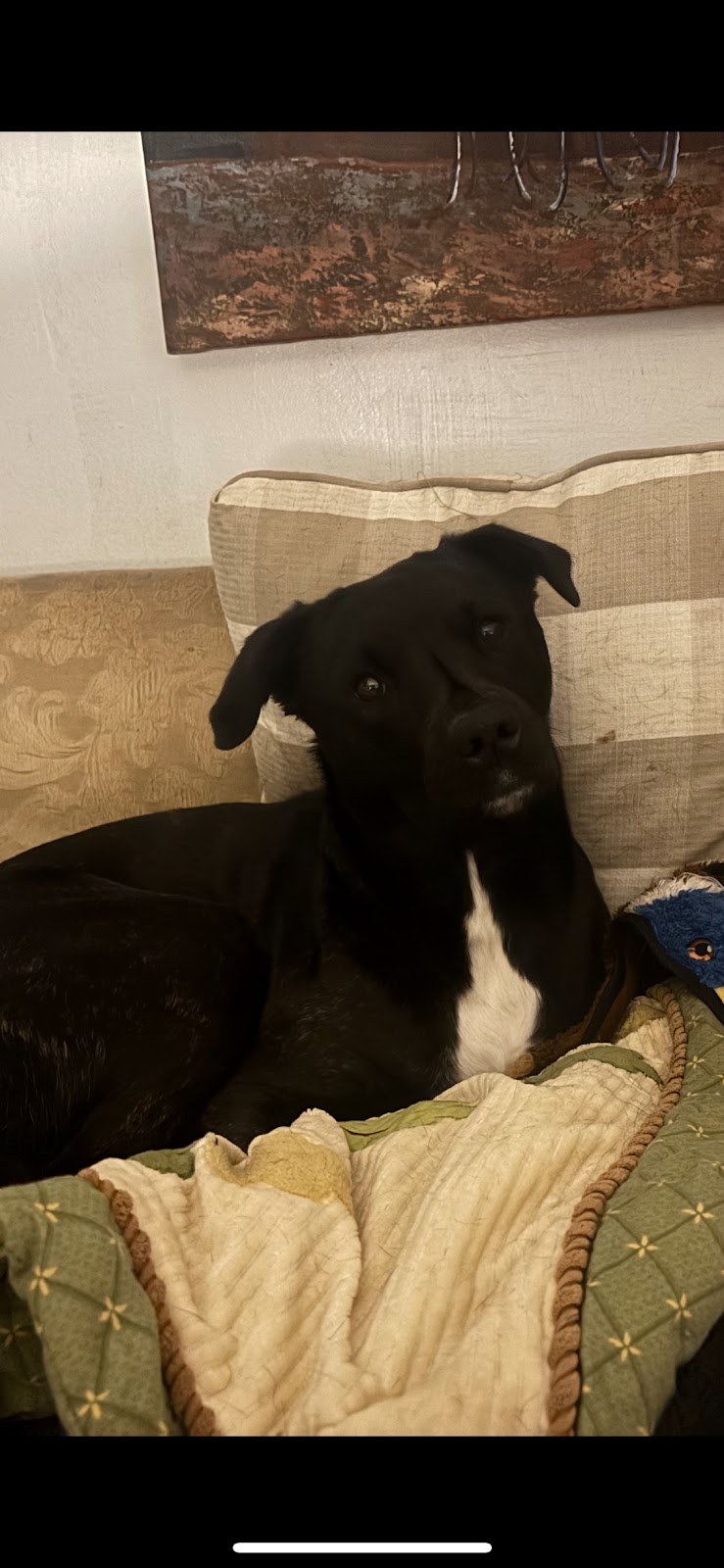 Main Line Poop Scoop - Photo 3