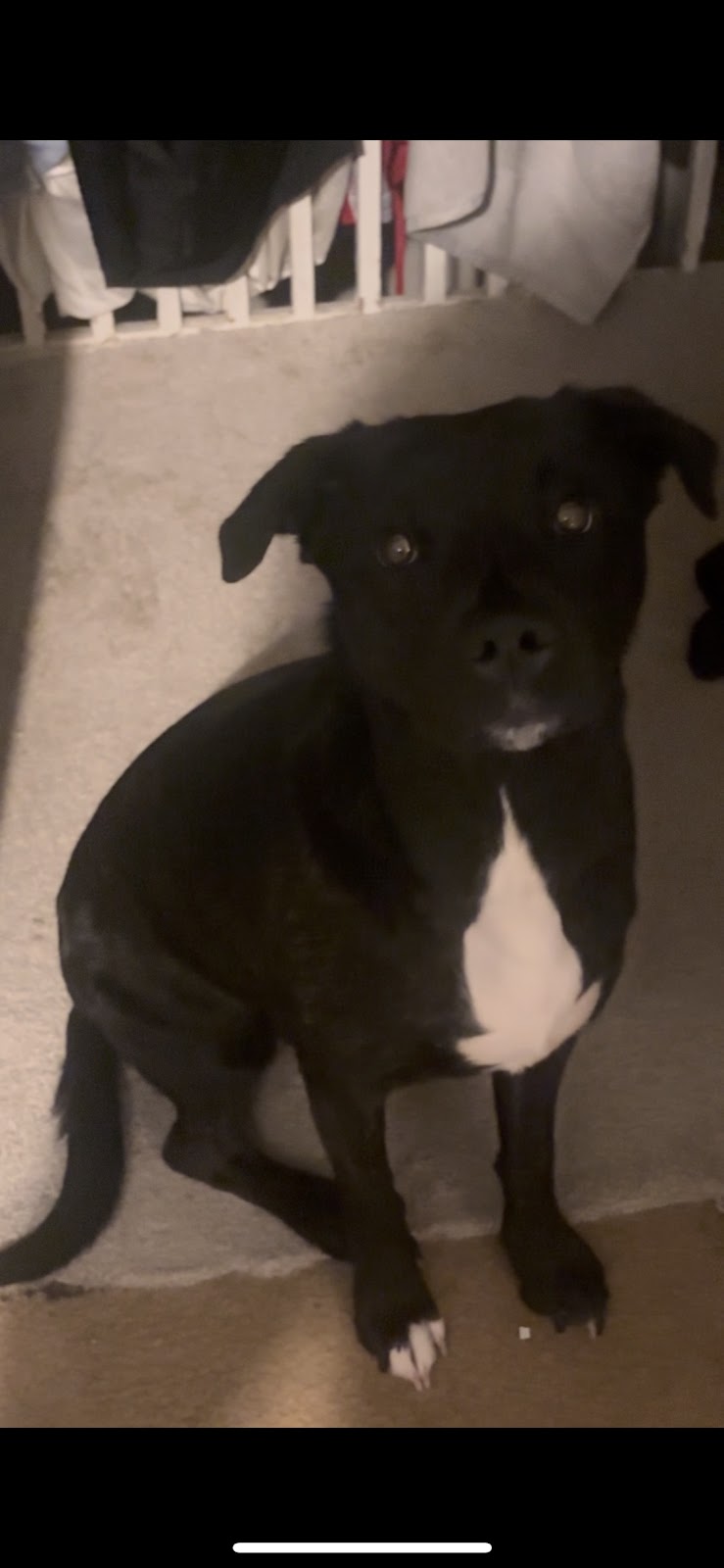 Main Line Poop Scoop - Photo 4