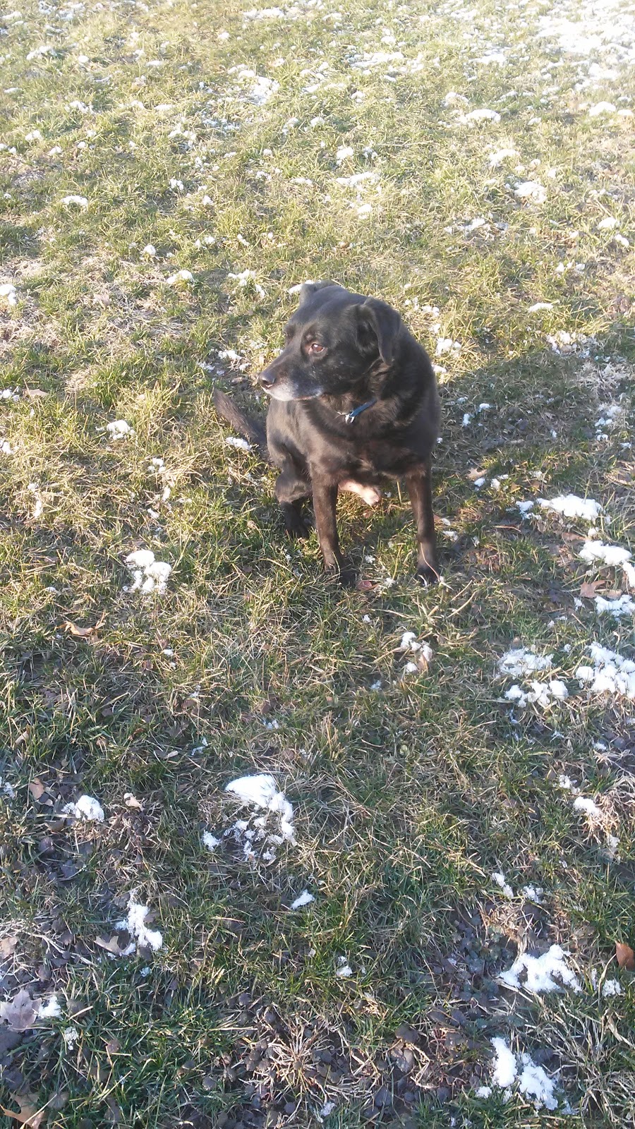 Paws Waste Patrol LLC - Photo 2