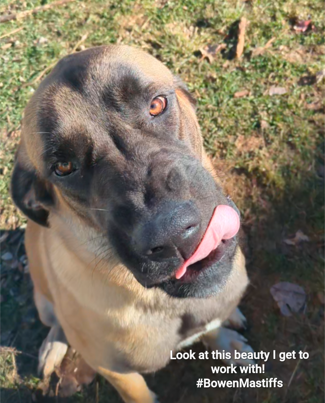 MI Pet Waste Pals - Photo 4