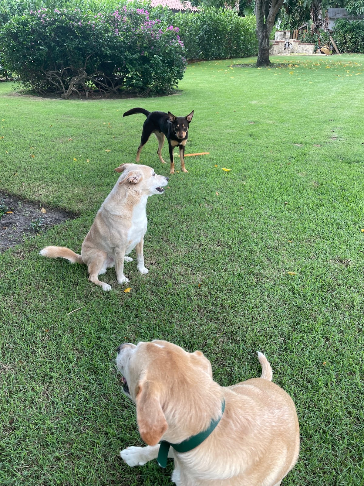 Pet Pick Up - Photo 2