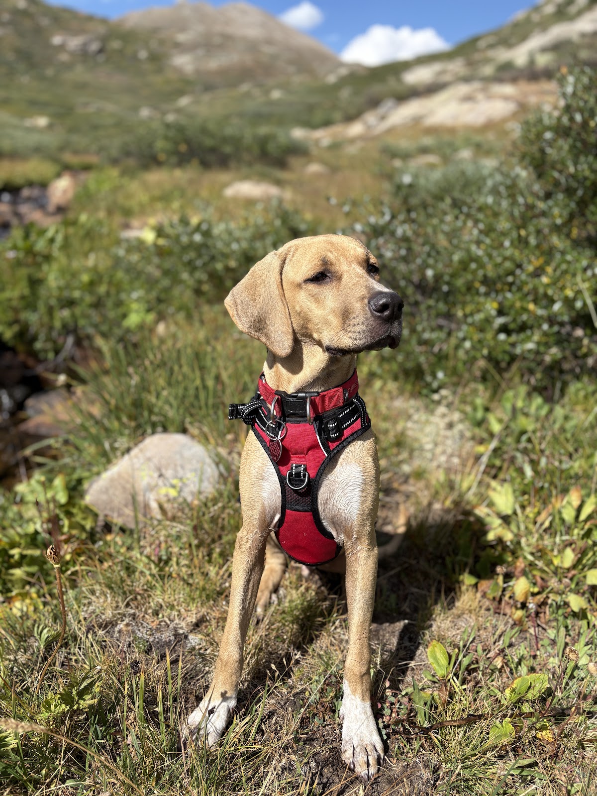 Highlands Pet Waste Removal