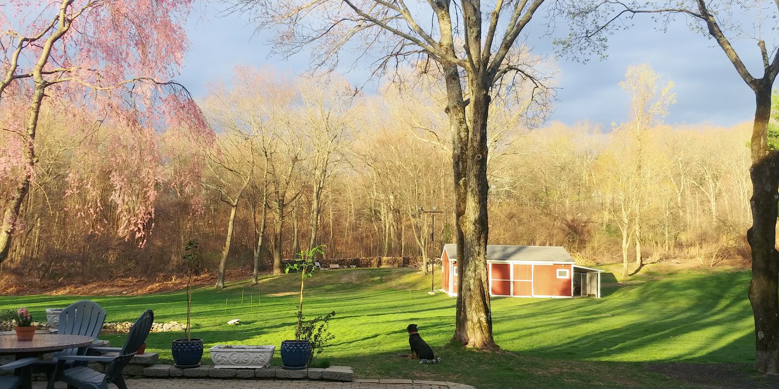 Daisy Doo Pet Poo Removal - Photo 2