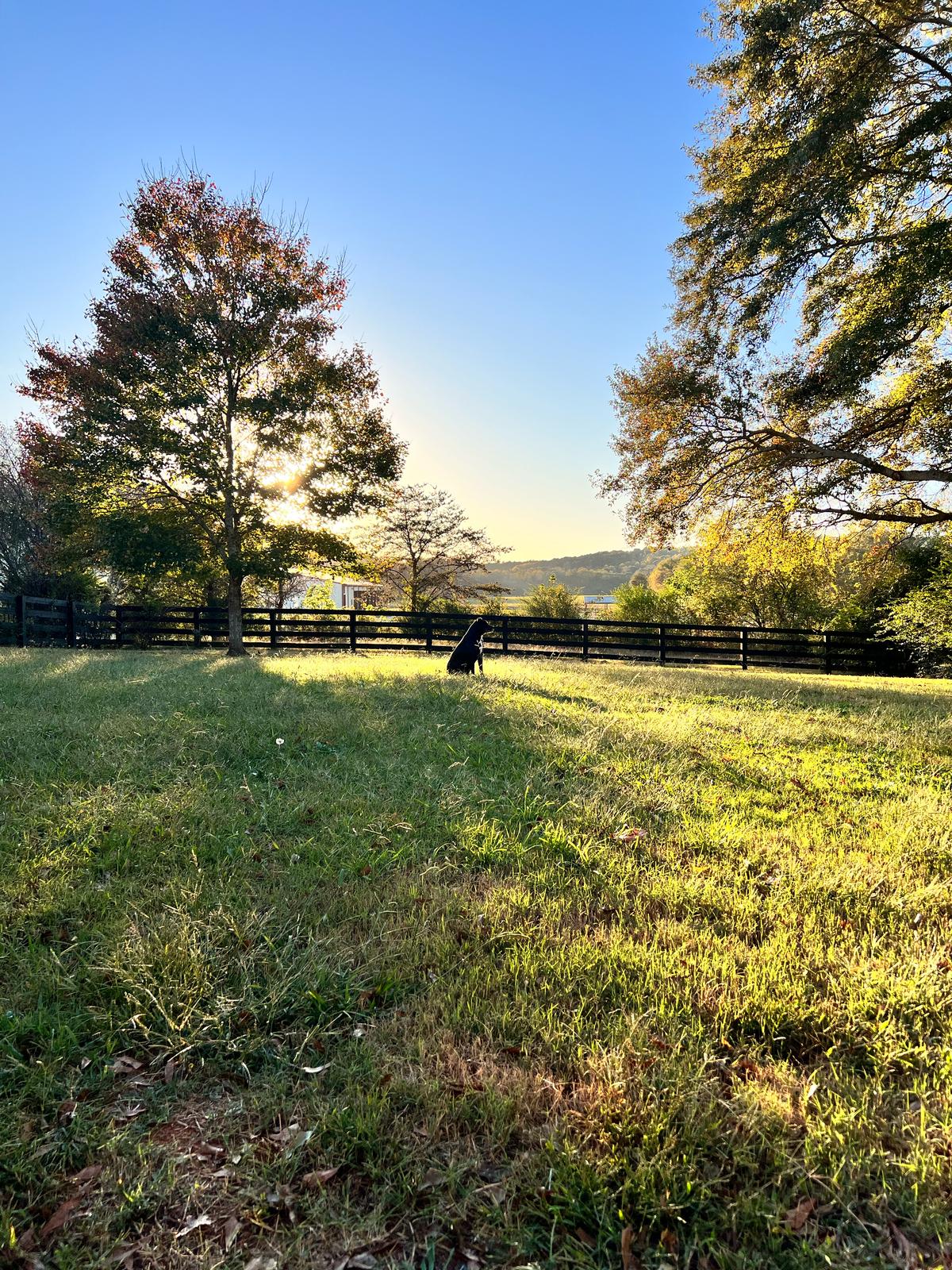 Tail Waggin’ Waste Removal LLC