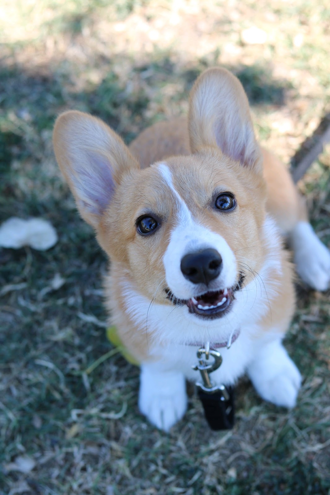 Boop N' Scoop - Pet Waste Removal Services - Photo 2