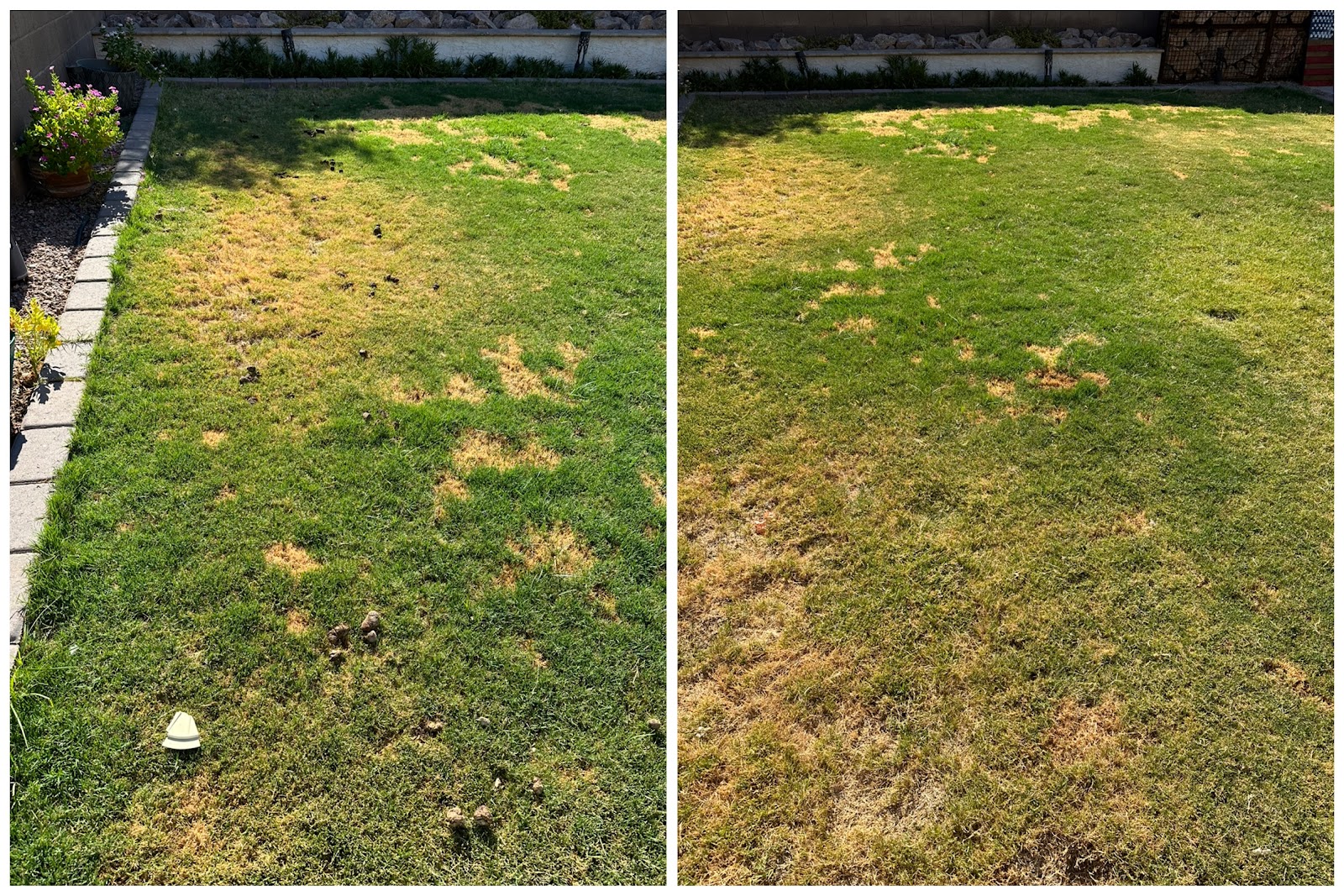 Boop N' Scoop - Pet Waste Removal Services - Photo 3