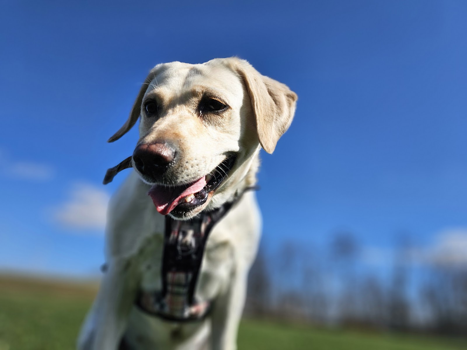 PetPros of Hershey, LLC. - Photo 2