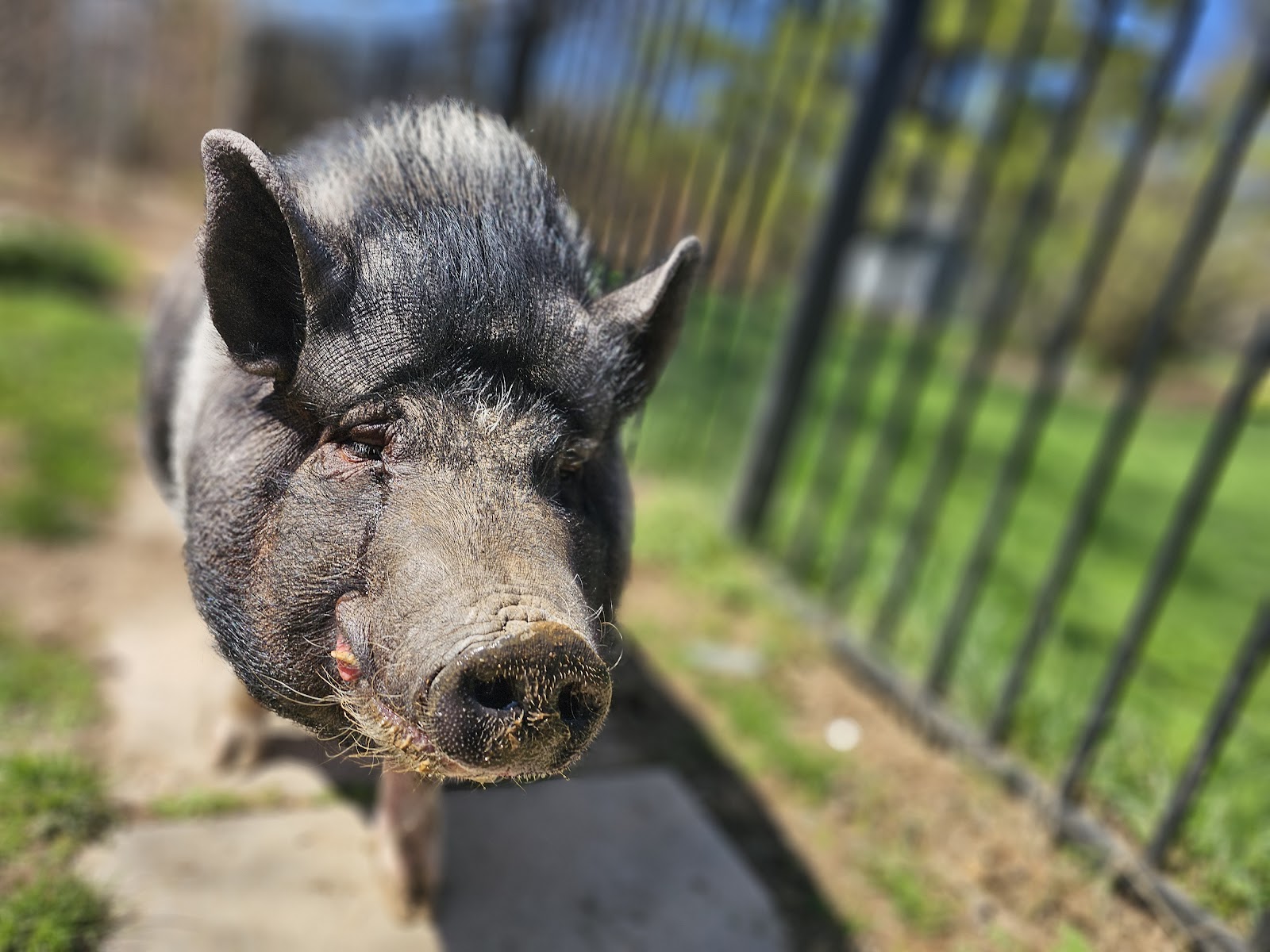 PetPros of Hershey, LLC. - Photo 3