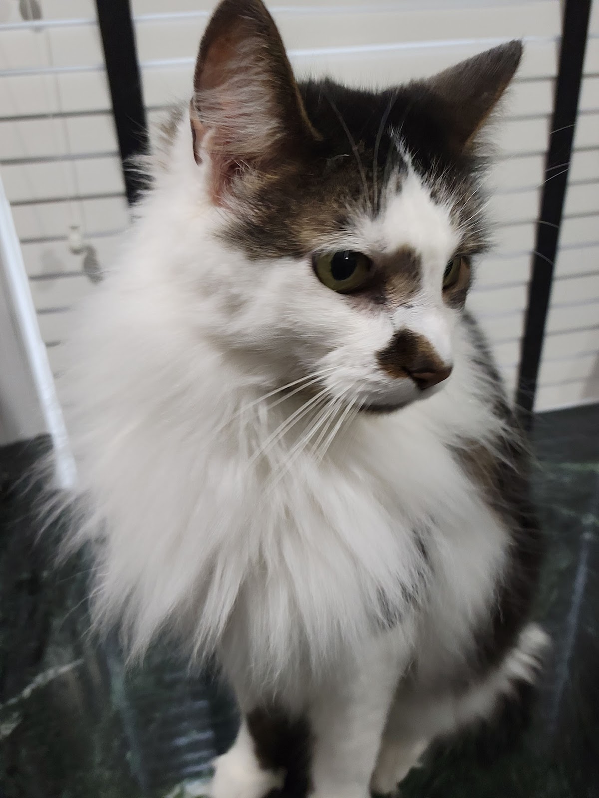 PetPros of Hershey, LLC. - Photo 4