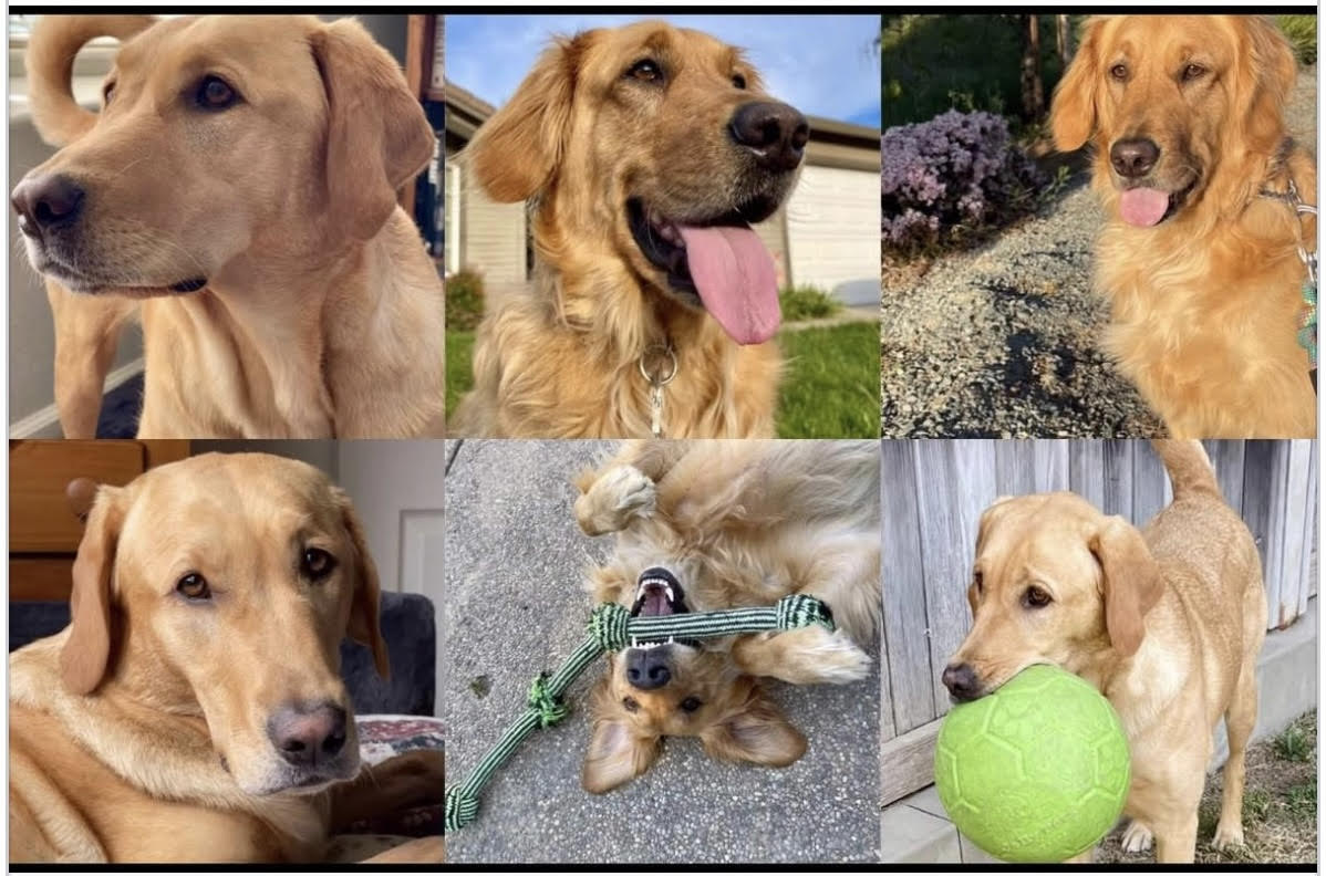 Nick & Nora's Poop Patrol