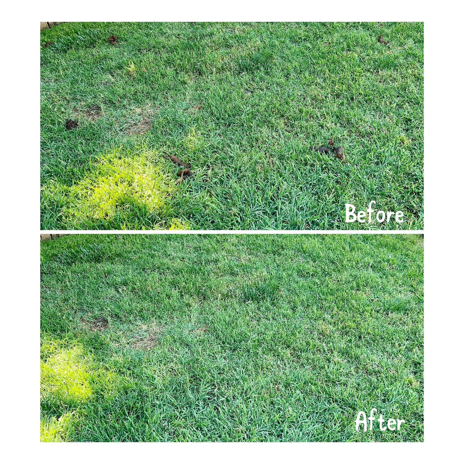 Nick & Nora's Poop Patrol - Photo 2