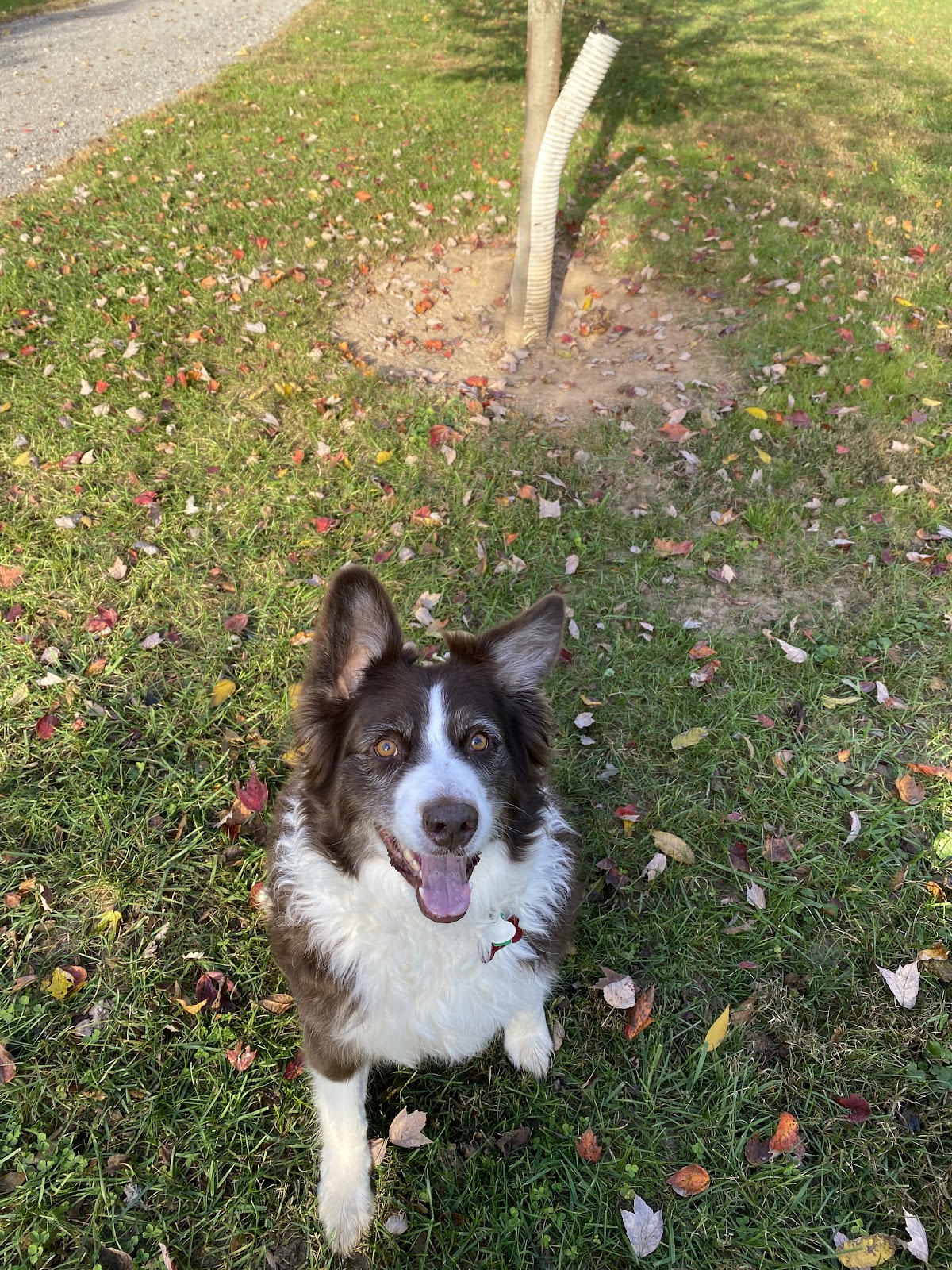 Spotless Pet Waste Removal