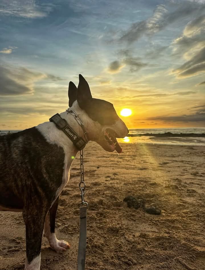 Daisy's Poo Crew - Photo 2