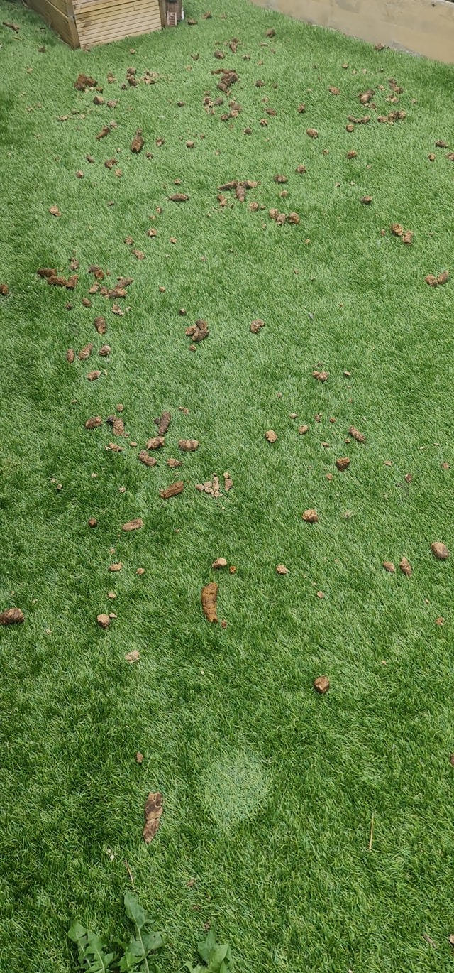 Pet Potty Patrol LLC - Photo 2