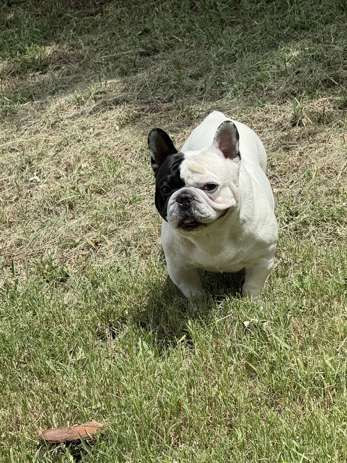 Doody Retrievers - Dog Pooper Scooper Service