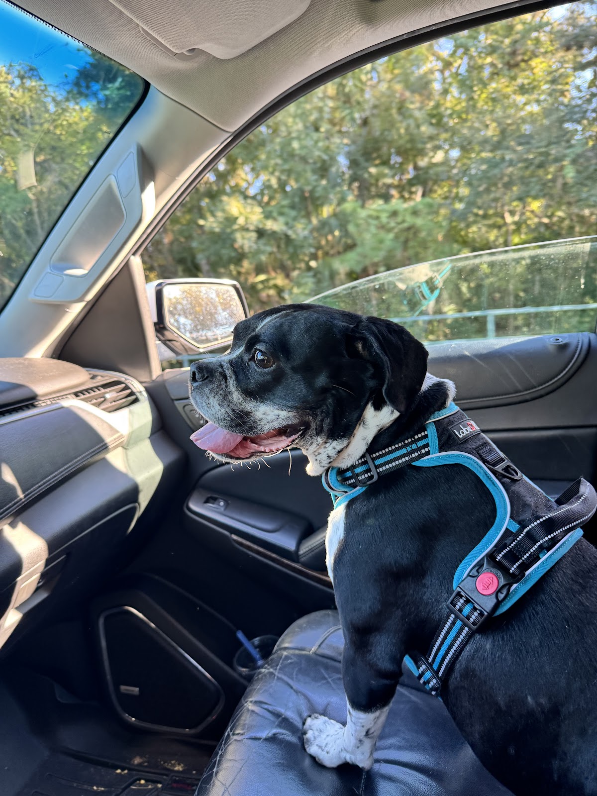 Doody Retrievers - Dog Pooper Scooper Service - Photo 4