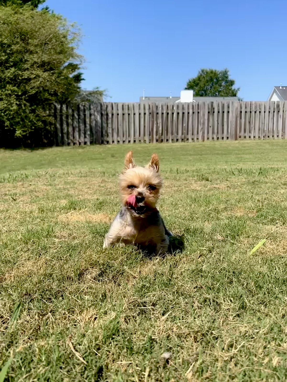 Upstate Scoopers, LLC