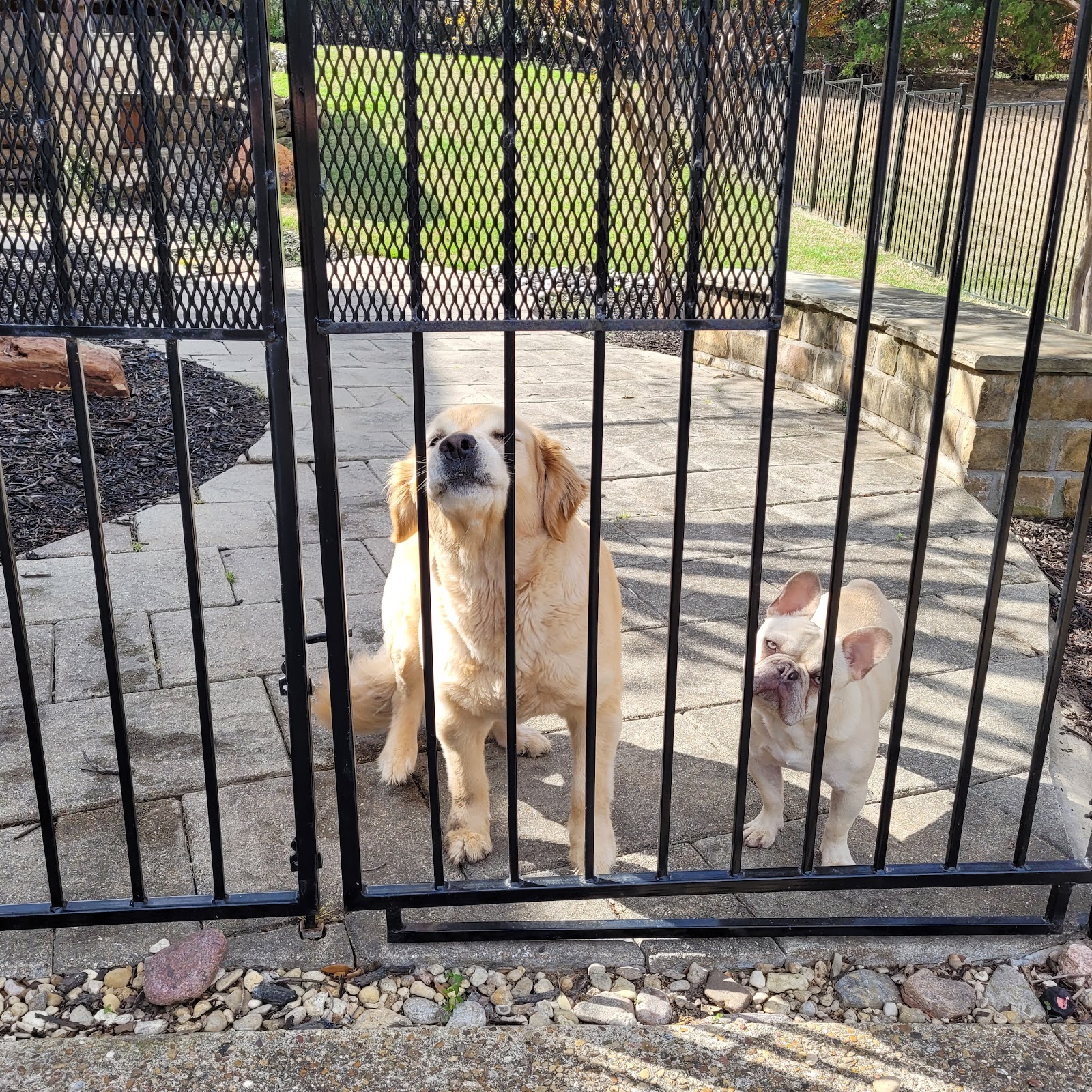 Backyard Pooper Scoopers - Photo 4