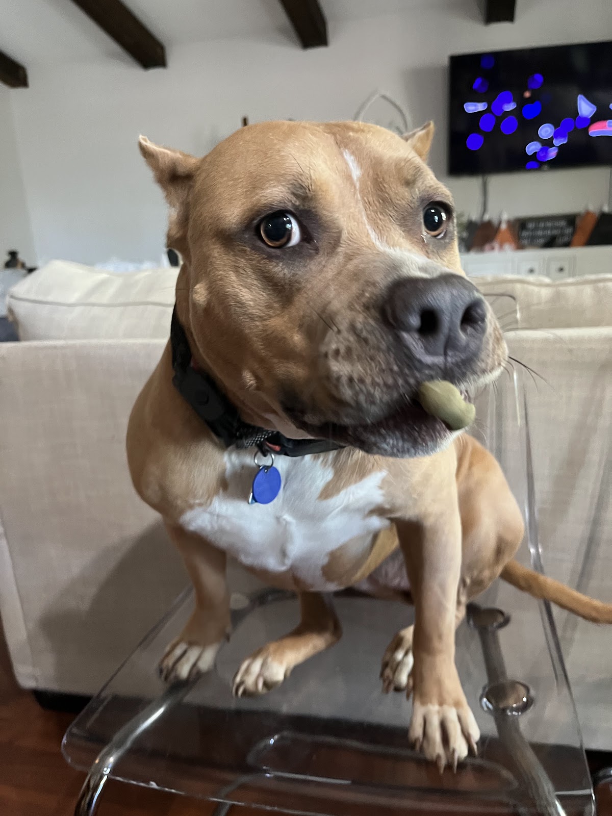 cl professional pet services llc - Photo 3