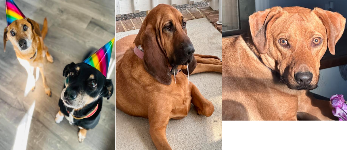 Poo Patrol LLC - Photo 2