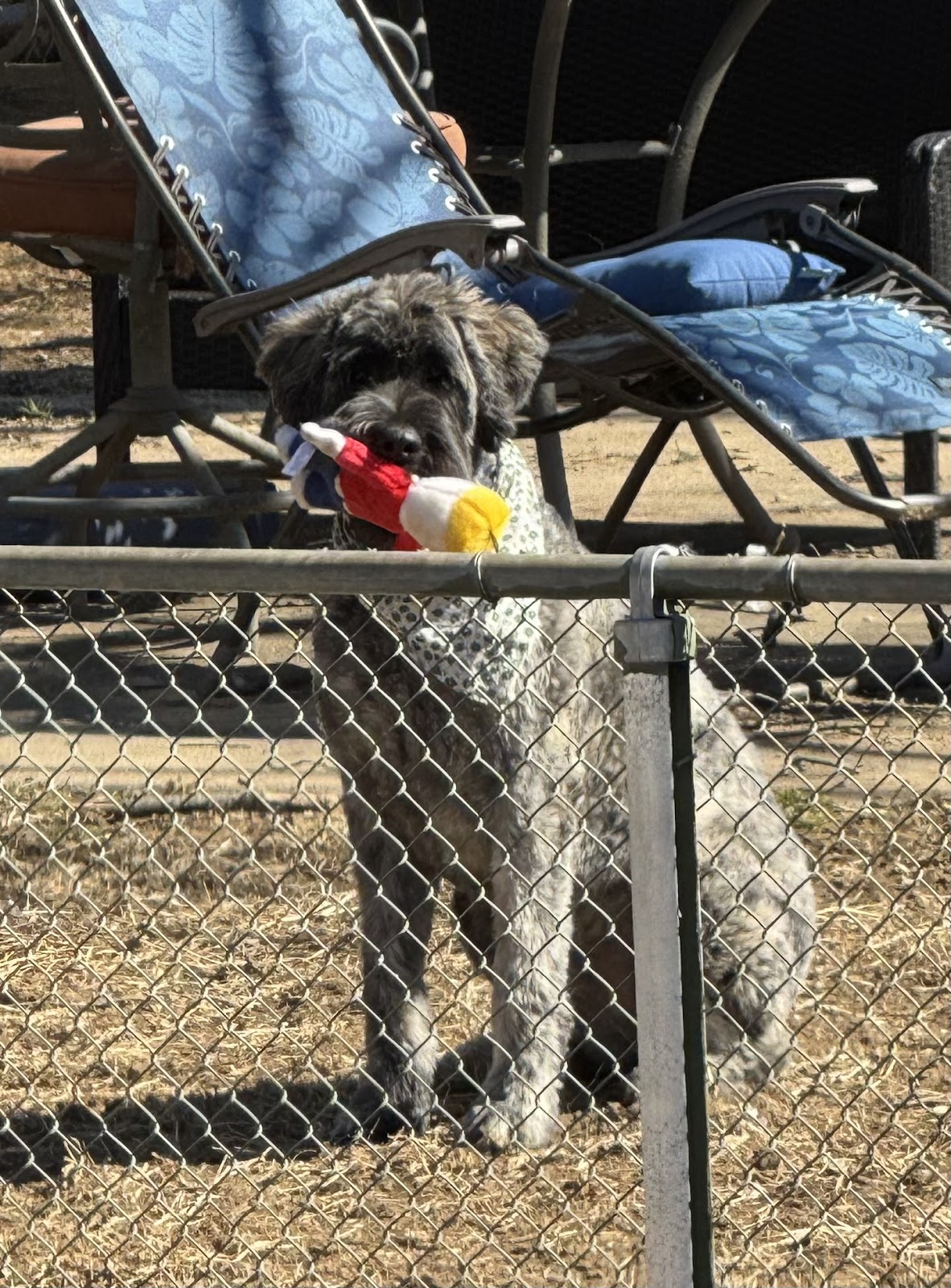 Poop Paws Patrol - Photo 3