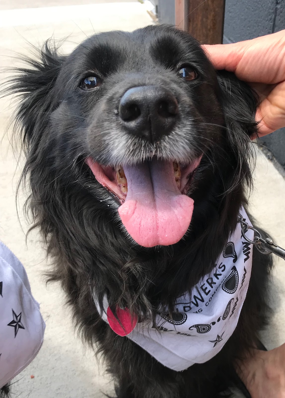 Grandpa's Doggie Lawn Care Services - Photo 2