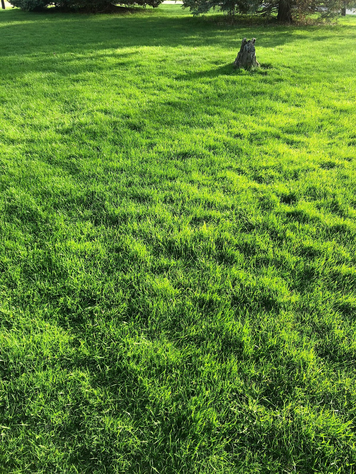 Fetch and Scoop Cincinnati Pet Waste Removal - Photo 2