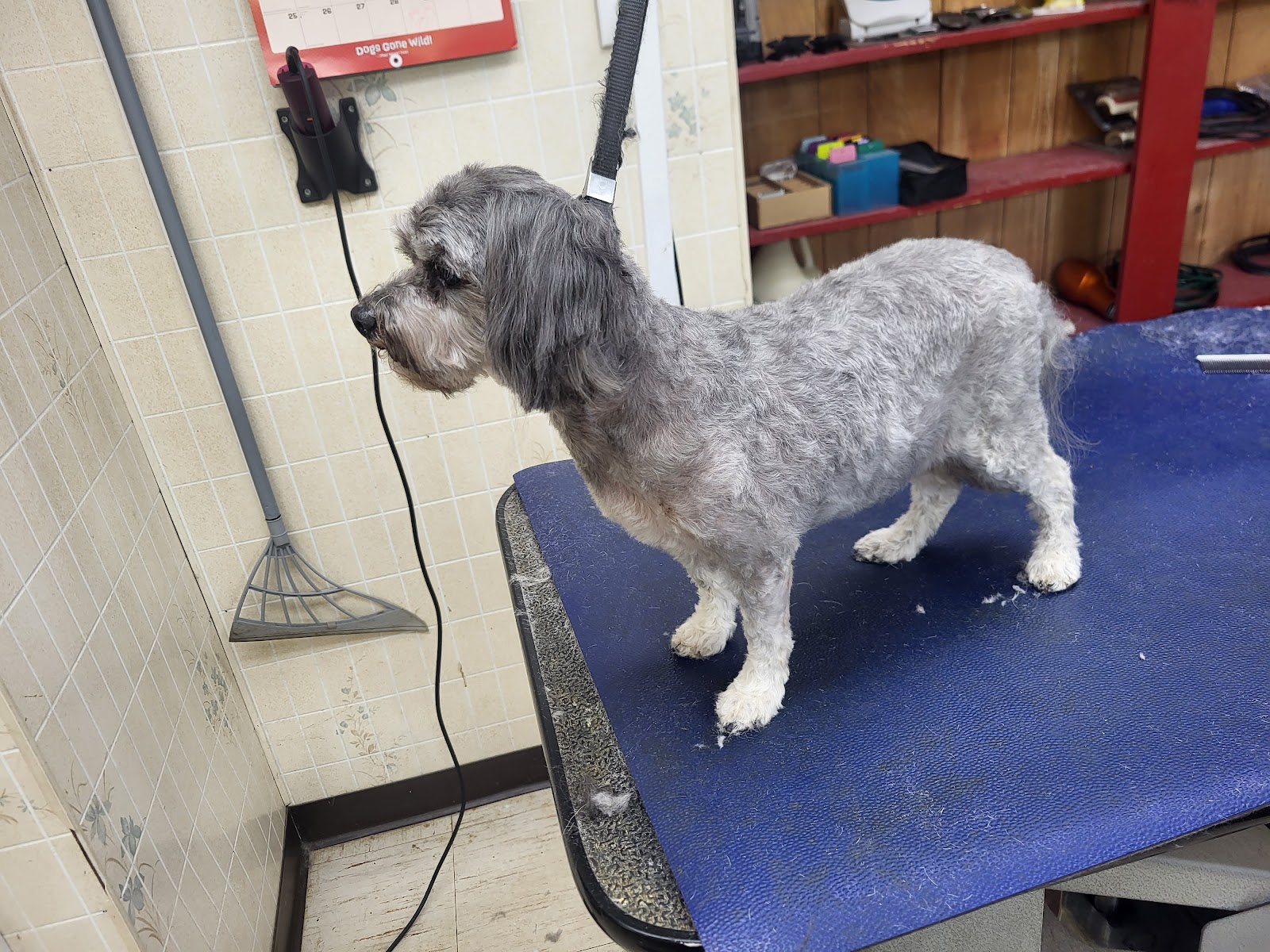 Pooch Parlor - Photo 2