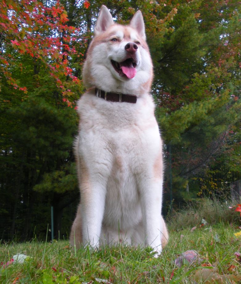 Pooch Parlor - Photo 3