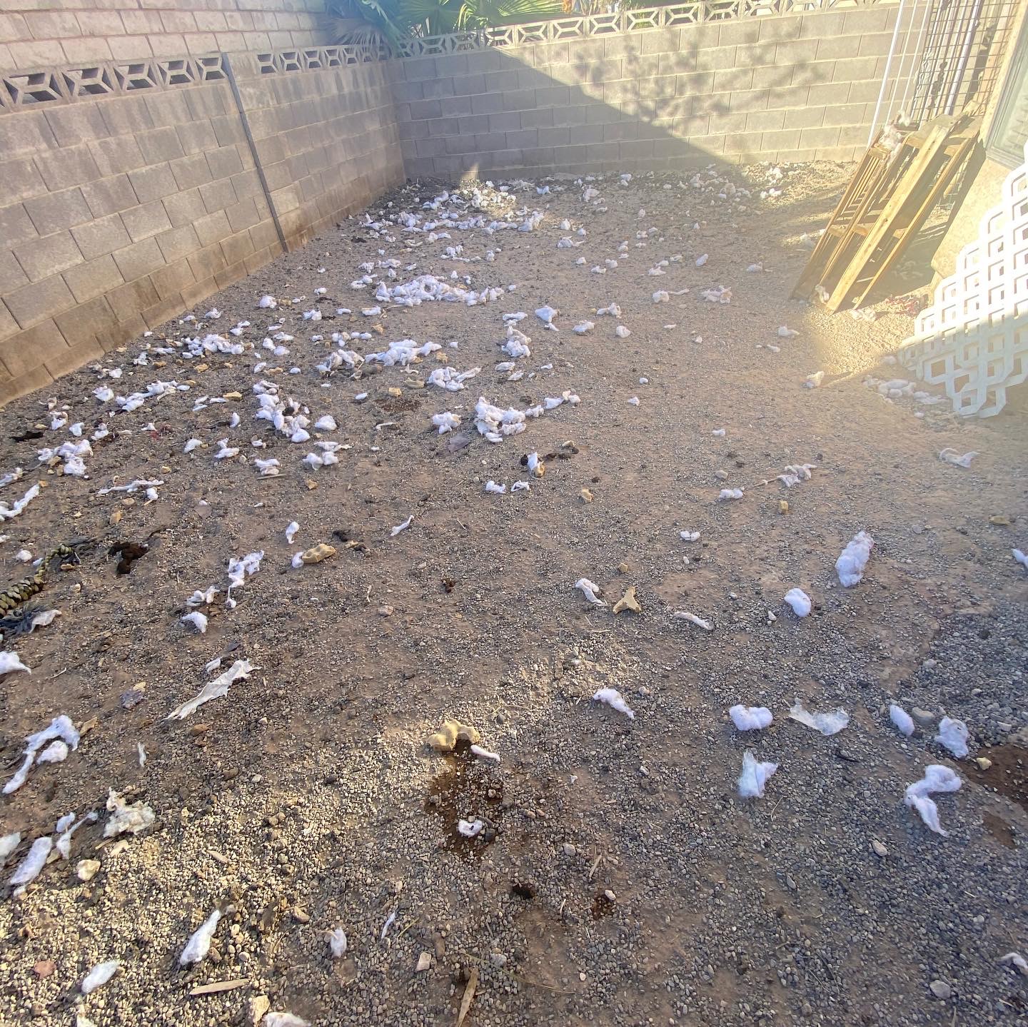 Dog waste removal service - Photo 4