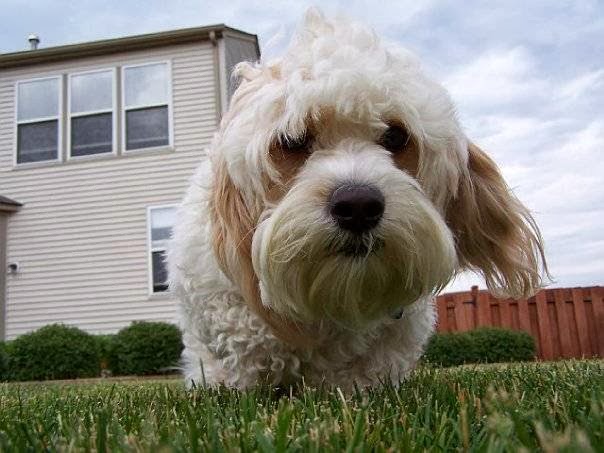 Scoop Troop Dog Waste Removal Elgin