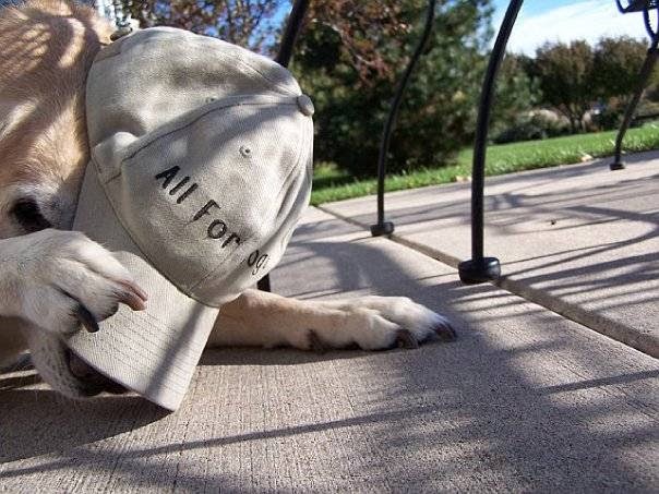 Scoop Troop Dog Waste Removal Elgin - Photo 2