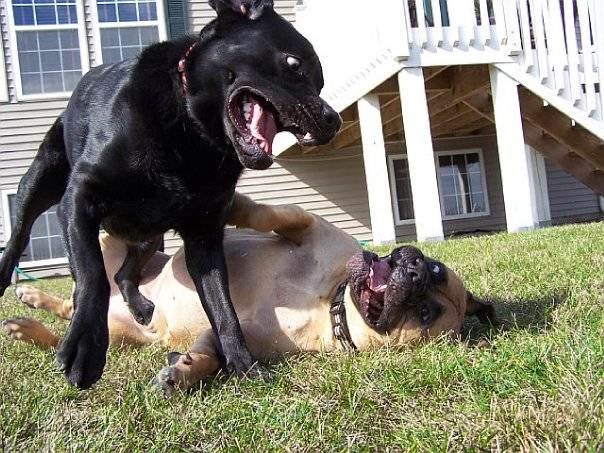 Scoop Troop Dog Waste Removal Elgin - Photo 3