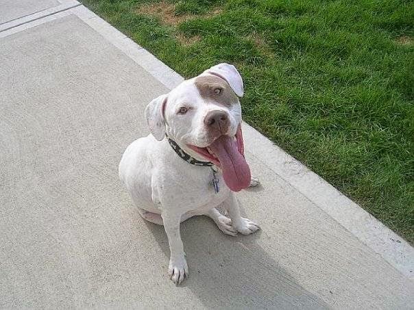 Scoop Troop Dog Waste Removal Elgin - Photo 4