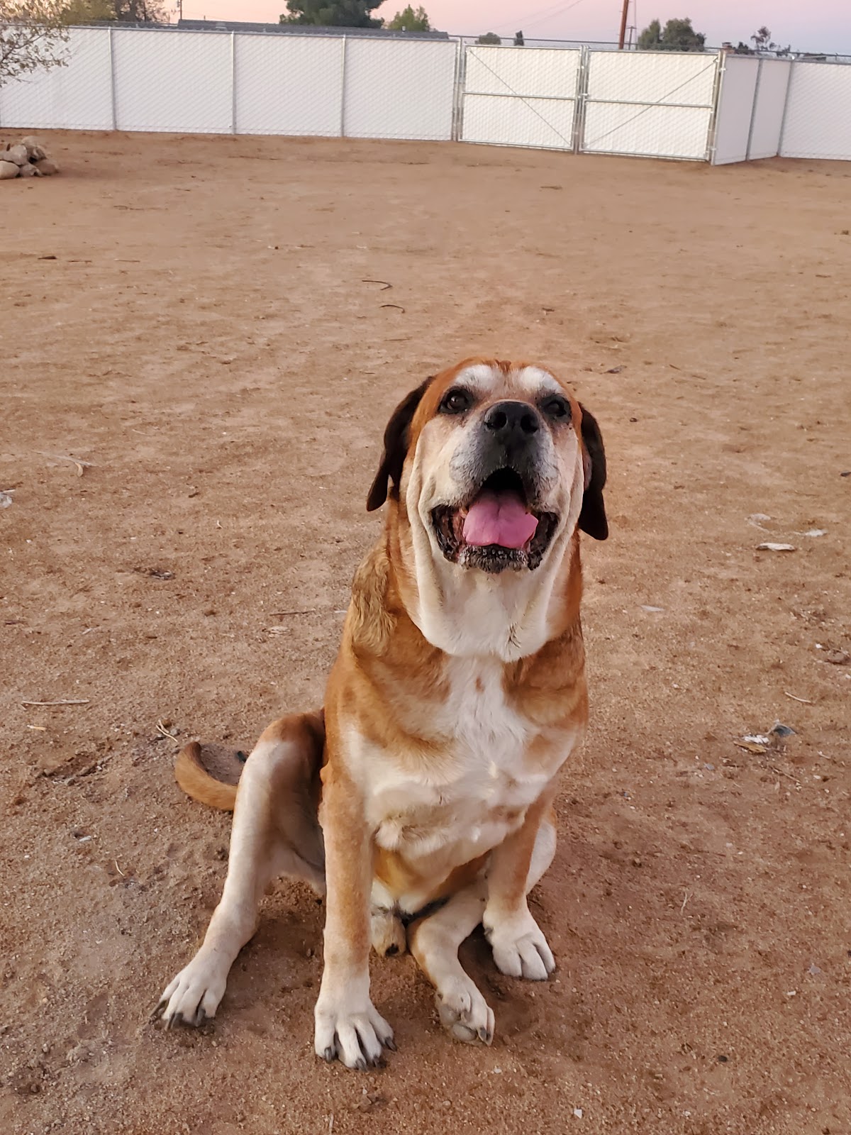 The Party Pooper Scoopers LLC