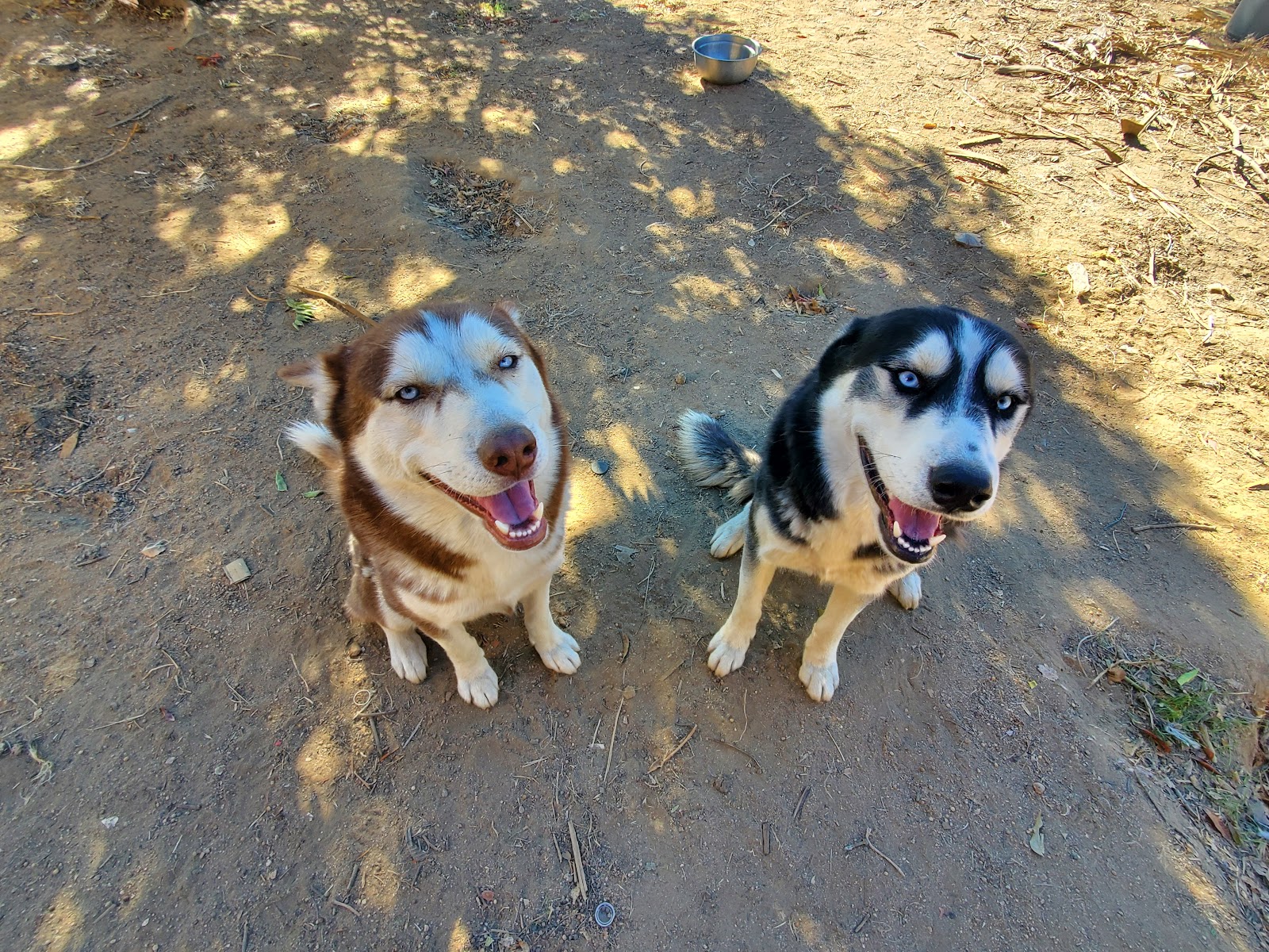 The Party Pooper Scoopers LLC - Photo 2