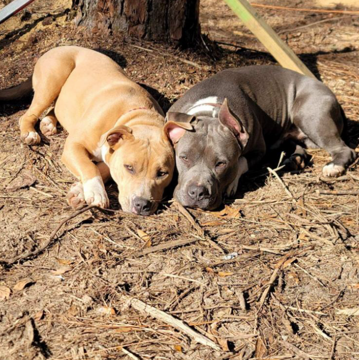 Nate’s Animal Waste Disposal ( Dog Pooping Scooping )