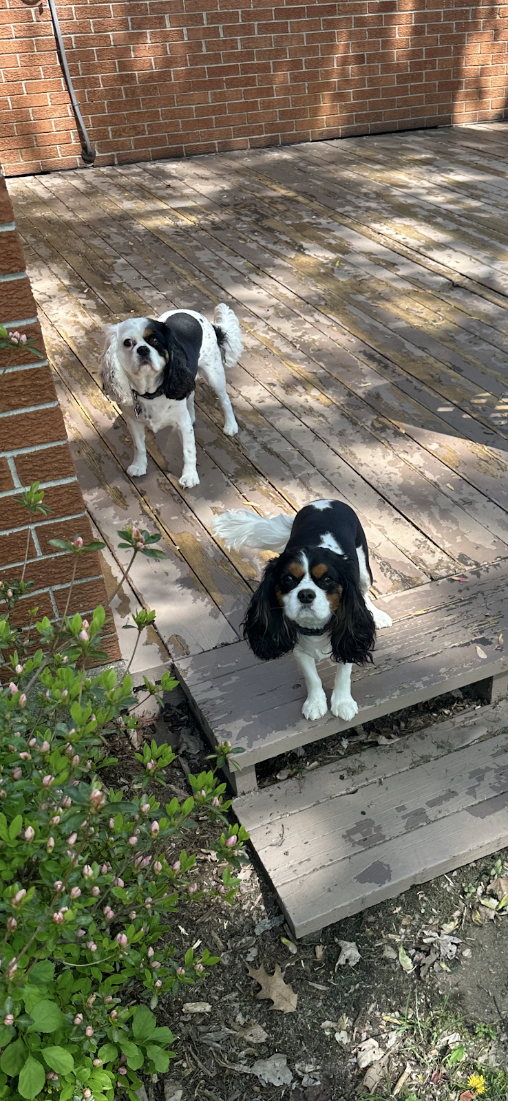 Pet Waste Management LLC - Photo 4