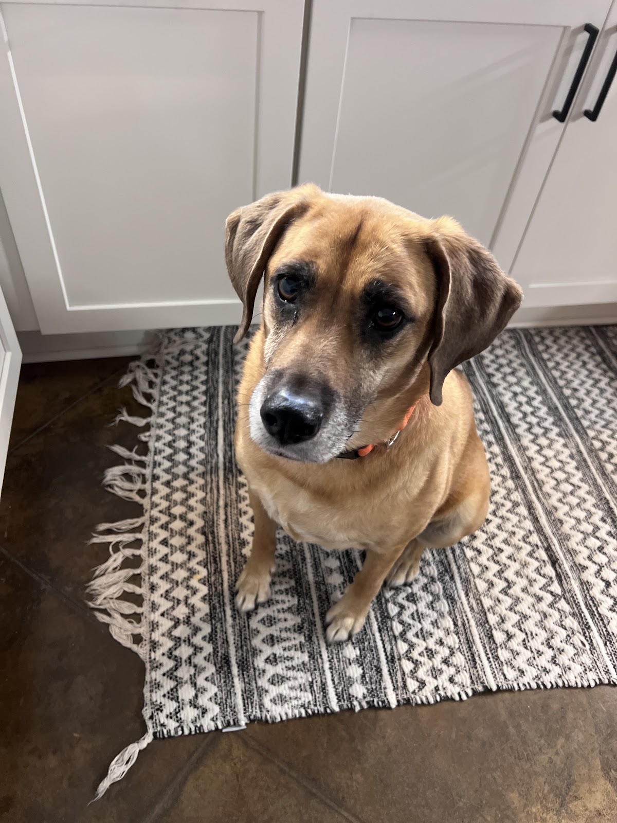 Panhandle Pet Care & Waste Removal