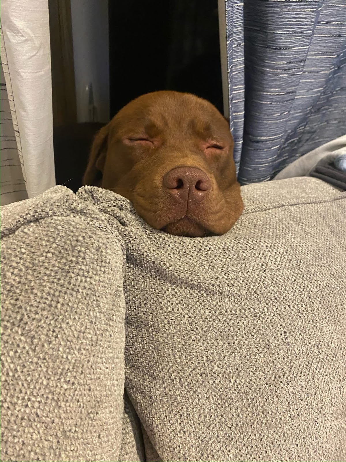 Pro Scoops Dog Waste Management