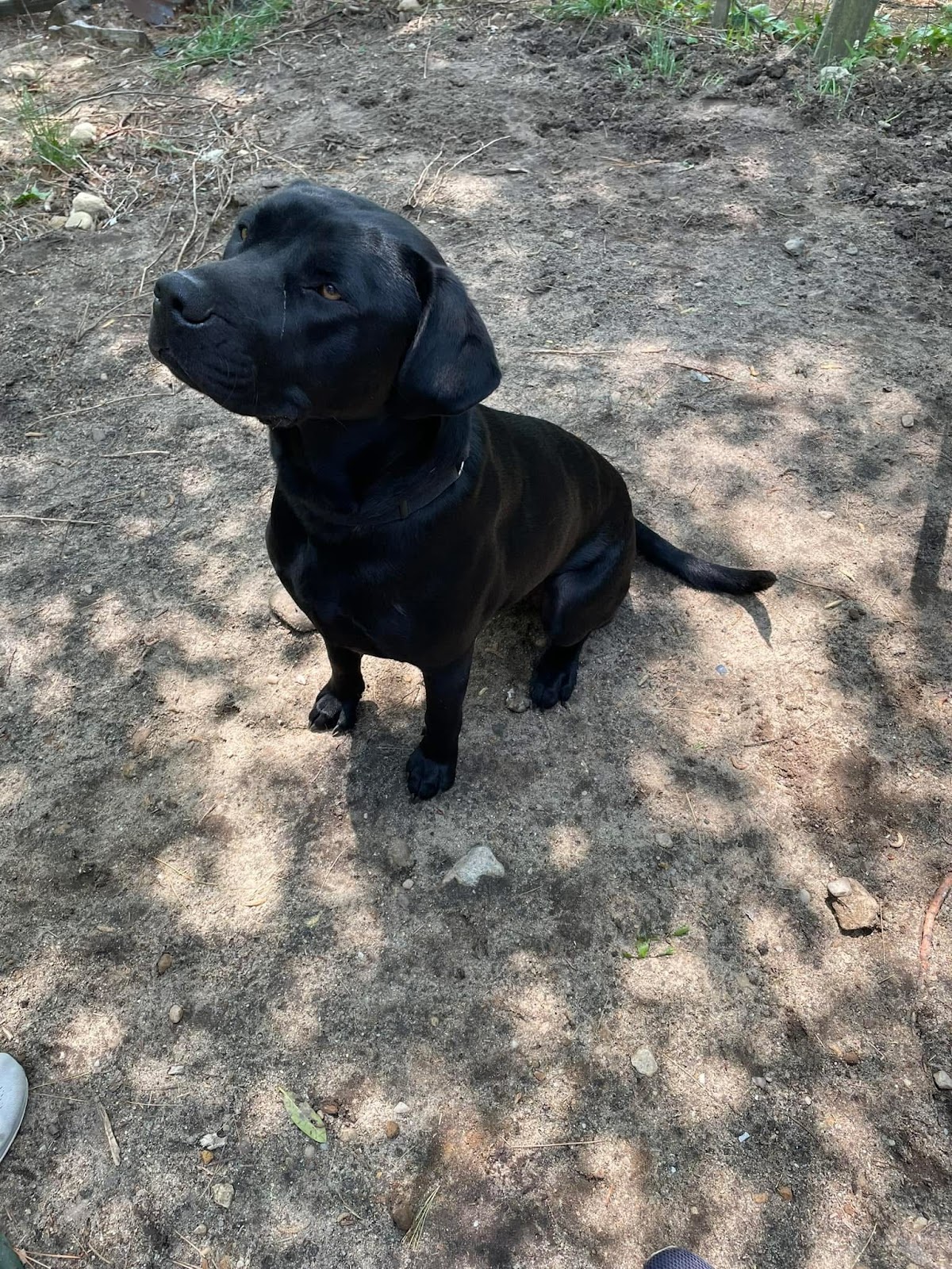 Pro Scoops Dog Waste Management - Photo 3