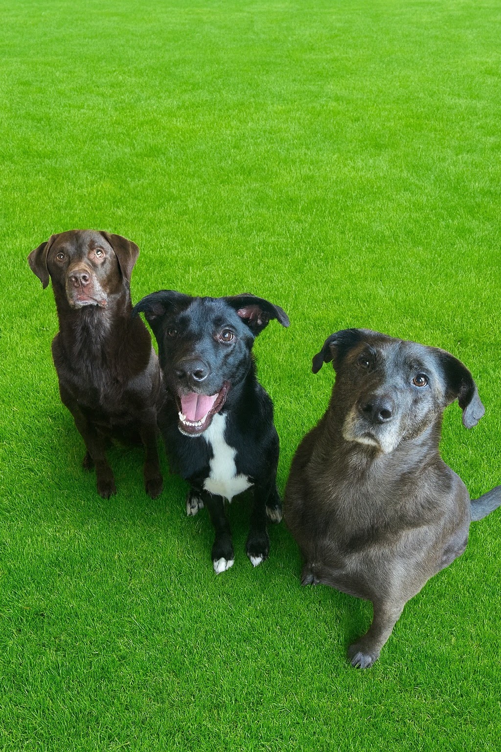 Three Tails Pet Waste Professionals