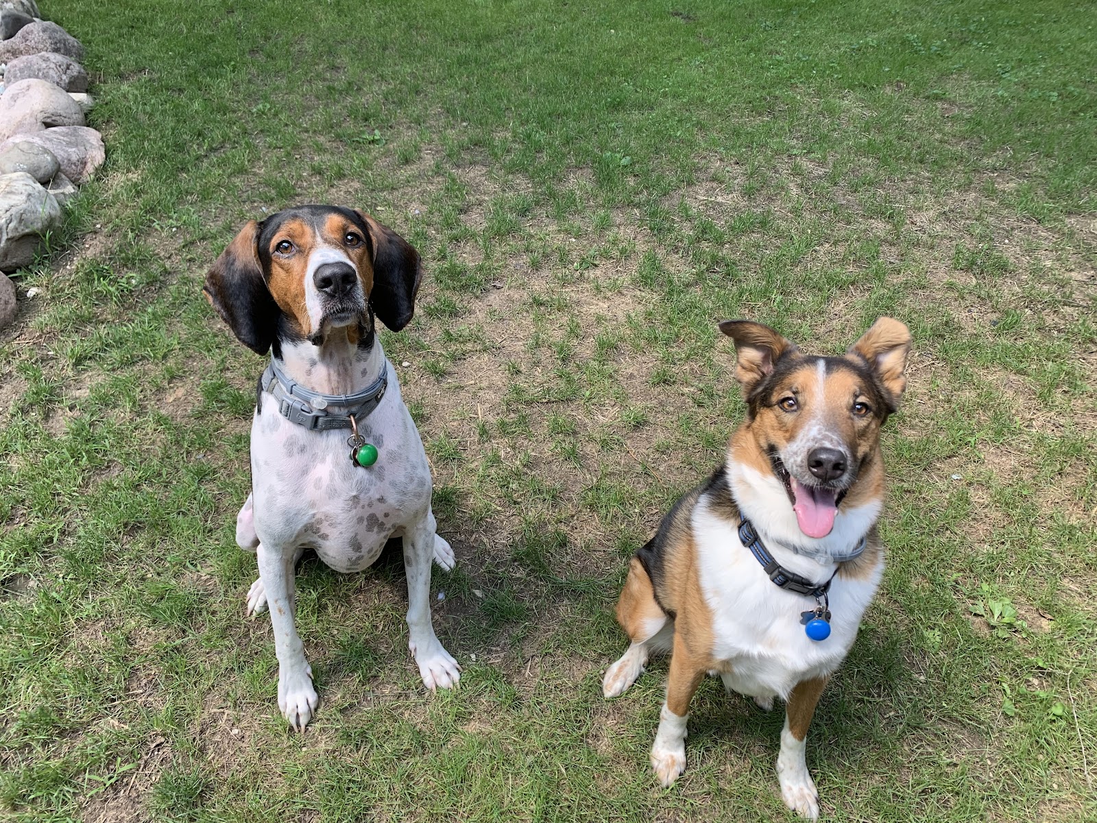 Cervantes Poop Scoopers LLC