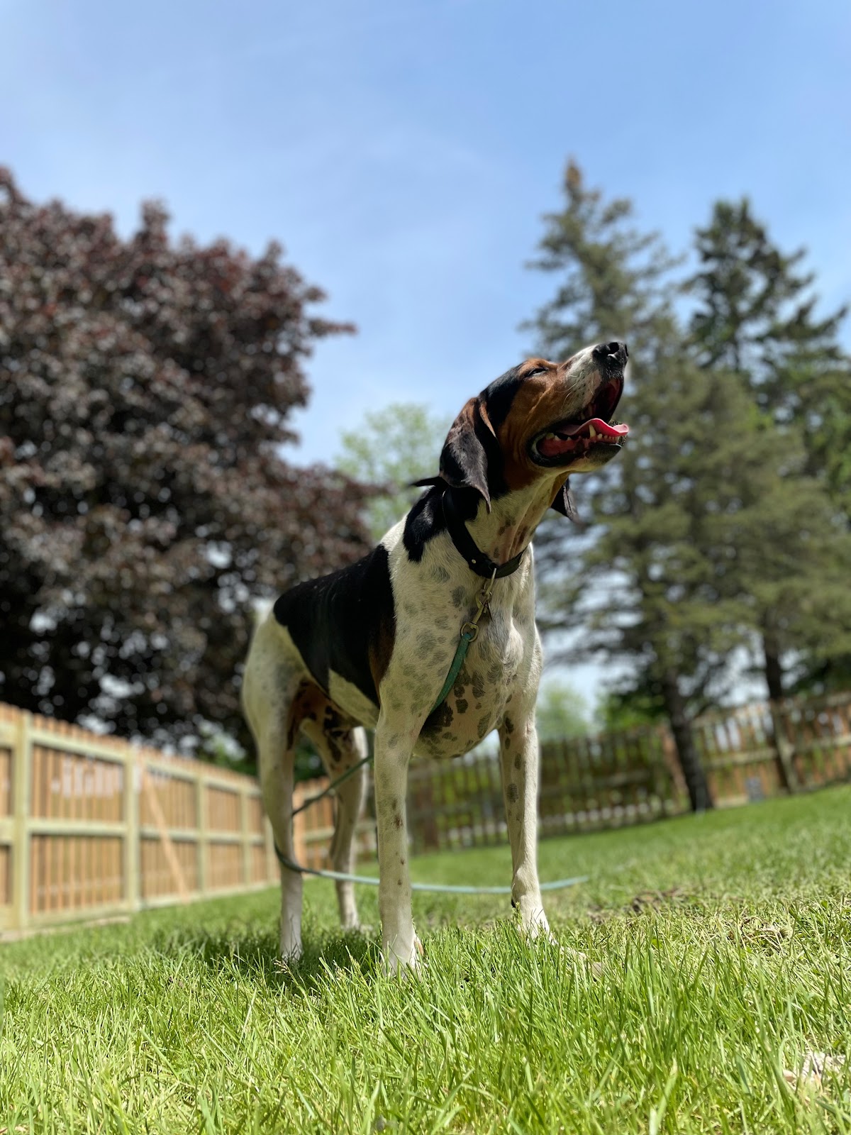 Cervantes Poop Scoopers LLC - Photo 2